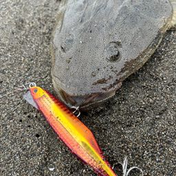 マゴチ