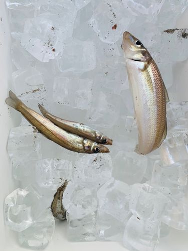 キスの釣果