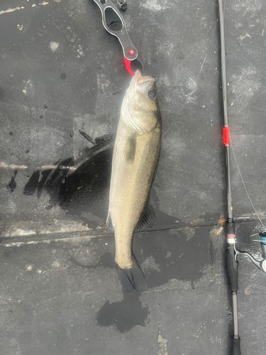 フッコ(マルスズキ)の釣果