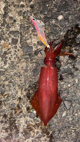 ケンサキイカの釣果