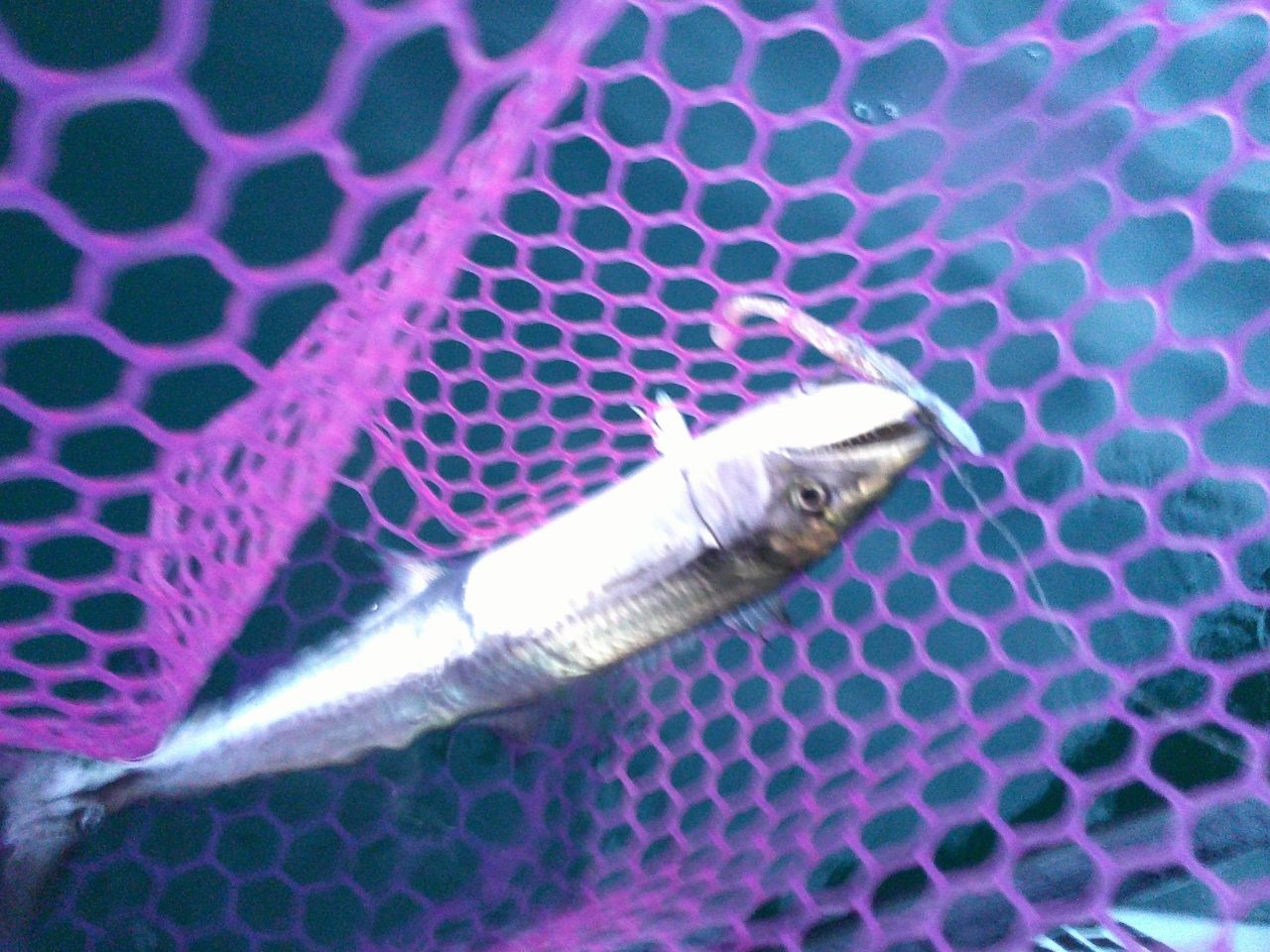 サゴシ