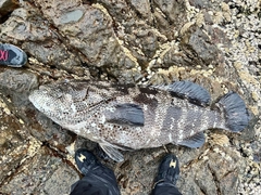 ヤイトハタの釣果