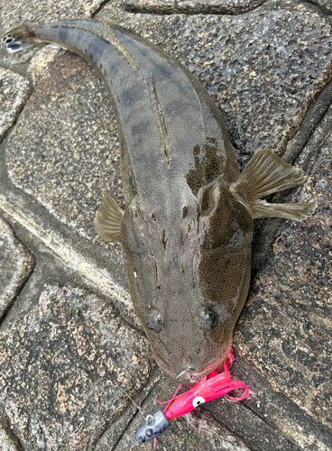 マゴチの釣果