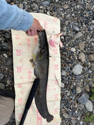 ナマズの釣果