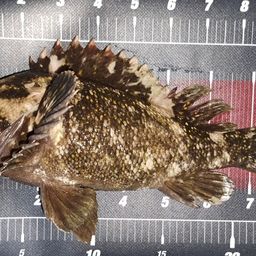 オウゴンムラソイ