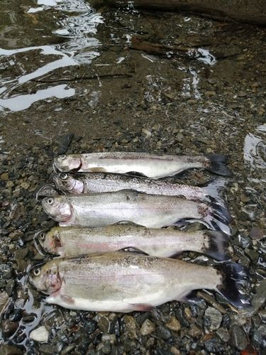 ニジマスの釣果