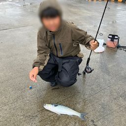ボラ