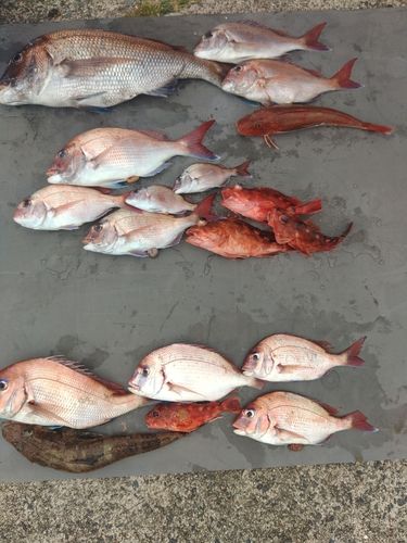 マダイの釣果