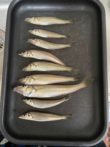シロギスの釣果