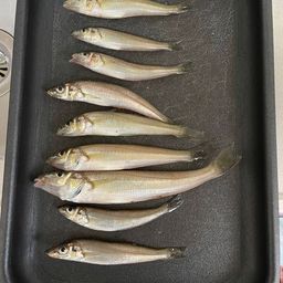 シロギス