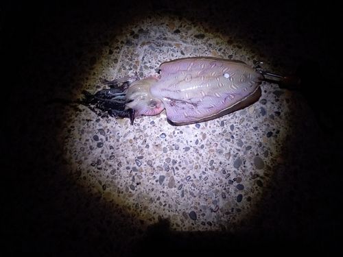 モンゴウイカの釣果