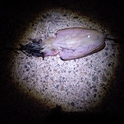 モンゴウイカ