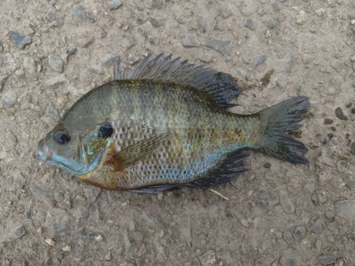 ブルーギルの釣果