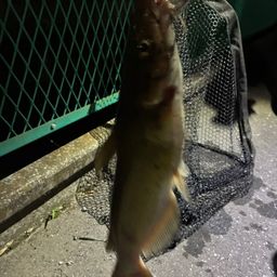 アメリカンキャットフィッシュ