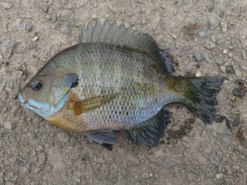 ブルーギルの釣果