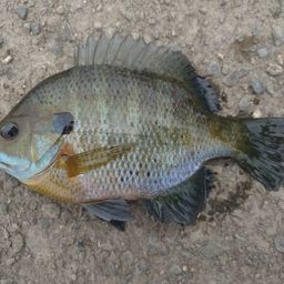 ブルーギル