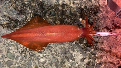 ケンサキイカの釣果