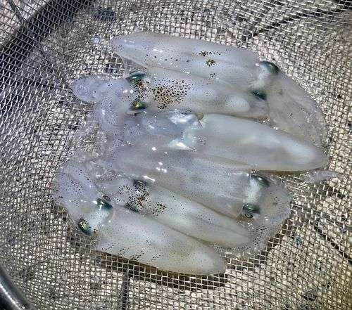 ヒイカの釣果