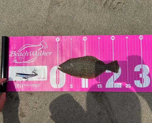 ソゲの釣果