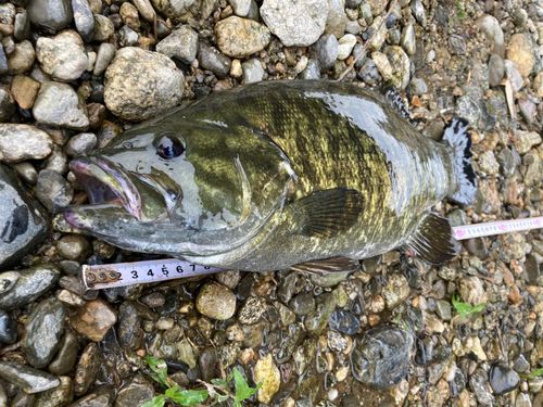 スモールマウスバスの釣果