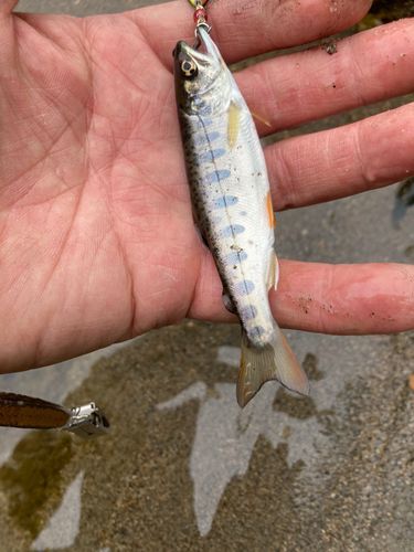 ヤマメの釣果
