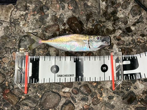 マアジの釣果