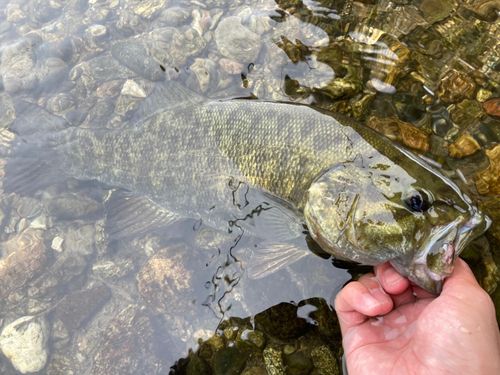 スモールマウスバスの釣果