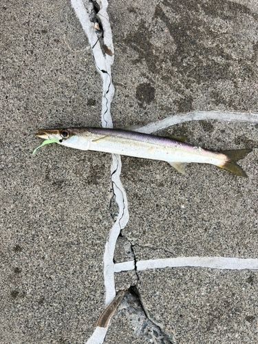 カマスの釣果