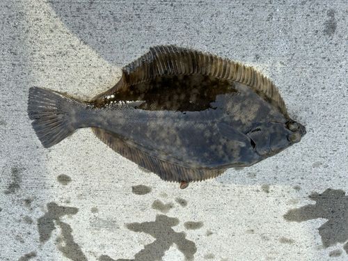 カレイの釣果