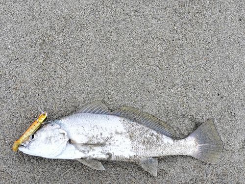 ニベの釣果