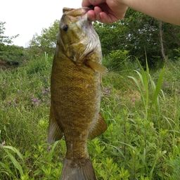 スモールマウスバス
