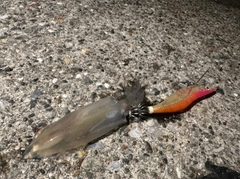 ケンサキイカの釣果
