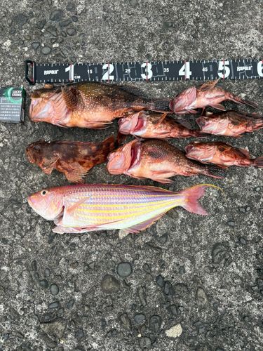 カサゴの釣果