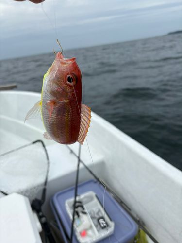 イトヨリダイの釣果
