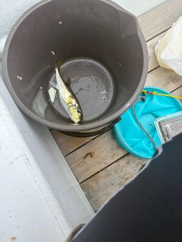 シロサバフグの釣果