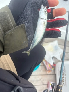 マサバの釣果