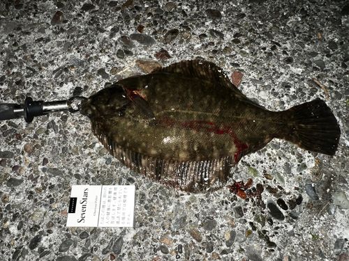 クロガシラガレイの釣果