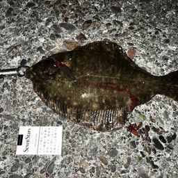 クロガシラガレイ