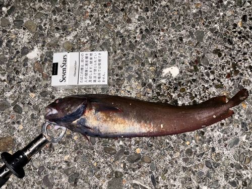 エゾイソアイナメの釣果