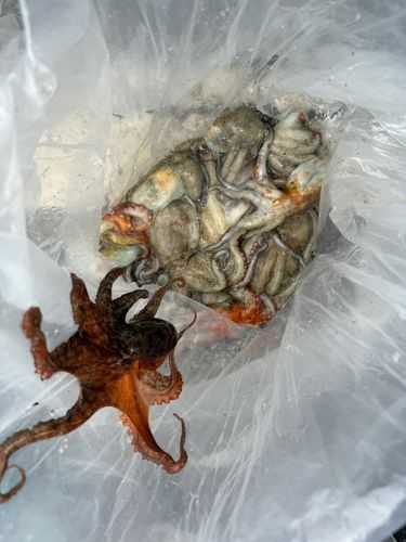 マダコの釣果