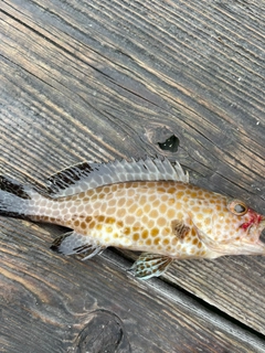 オオモンハタの釣果