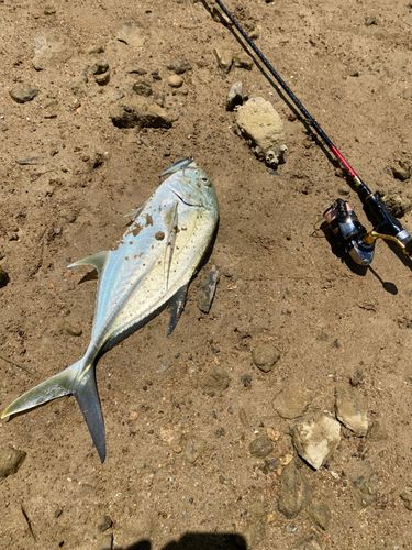 オニヒラアジの釣果