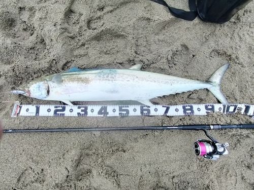 サワラの釣果