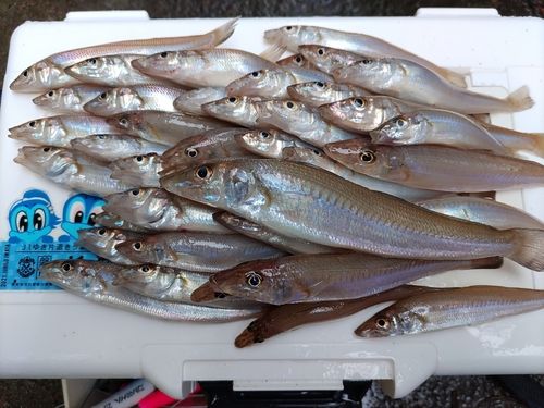 シロギスの釣果