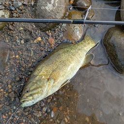 スモールマウスバス