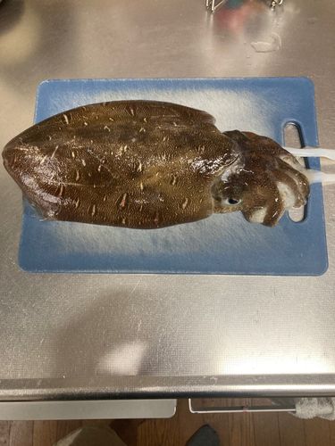 コウイカの釣果