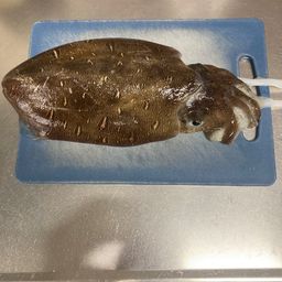 コウイカ
