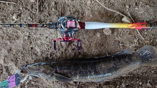 ライギョの釣果