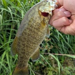 スモールマウスバス