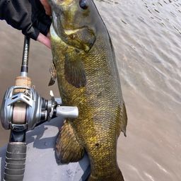 スモールマウスバス